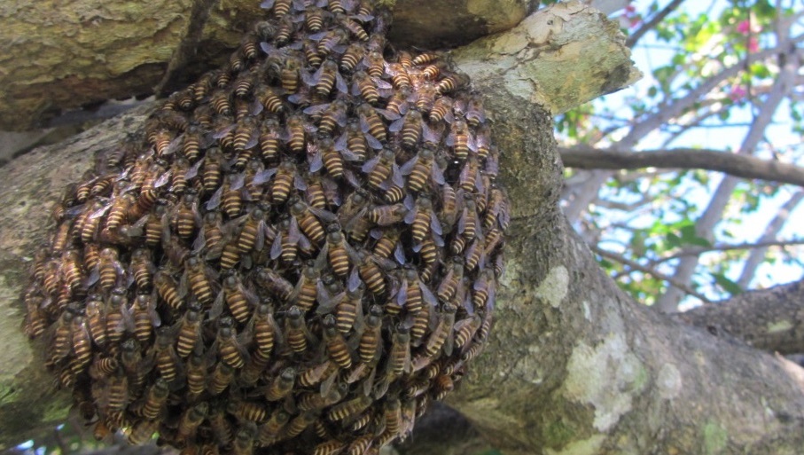 Invasive Asian honeybee swarm in Cairns, Queensland. Photo: Dr Ros Gloag