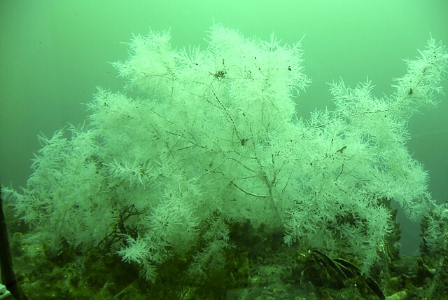 Hannahsydney, CC BY-SA 4.0 <https://creativecommons.org/licenses/by-sa/4.0>, via Wikimedia Commons