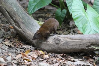 Musky rat-kangaroo