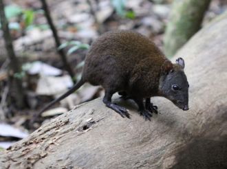 Musky rat-kangaroo