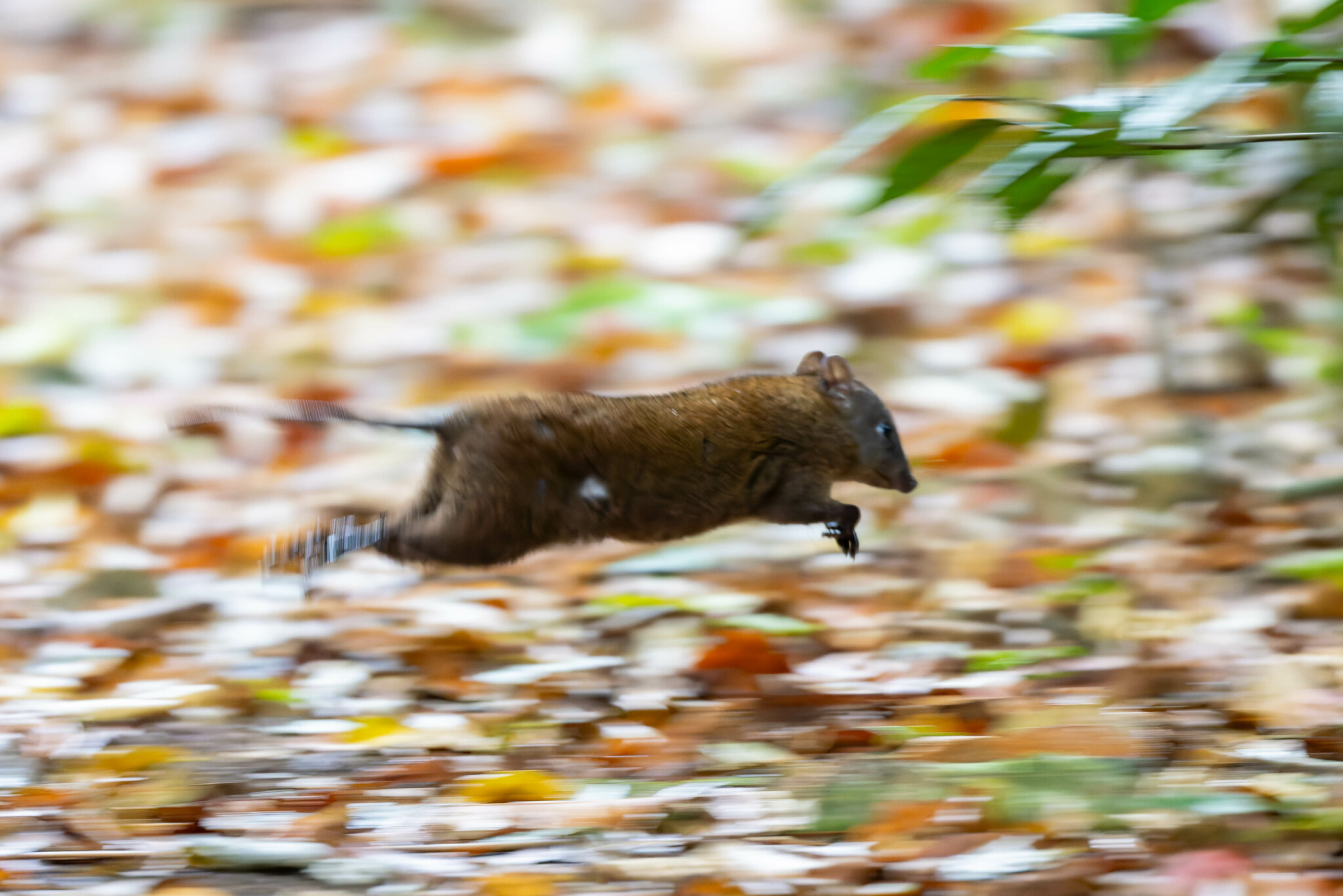 Musky rat-kangaroo, https://www.inaturalist.org/observations/254796086