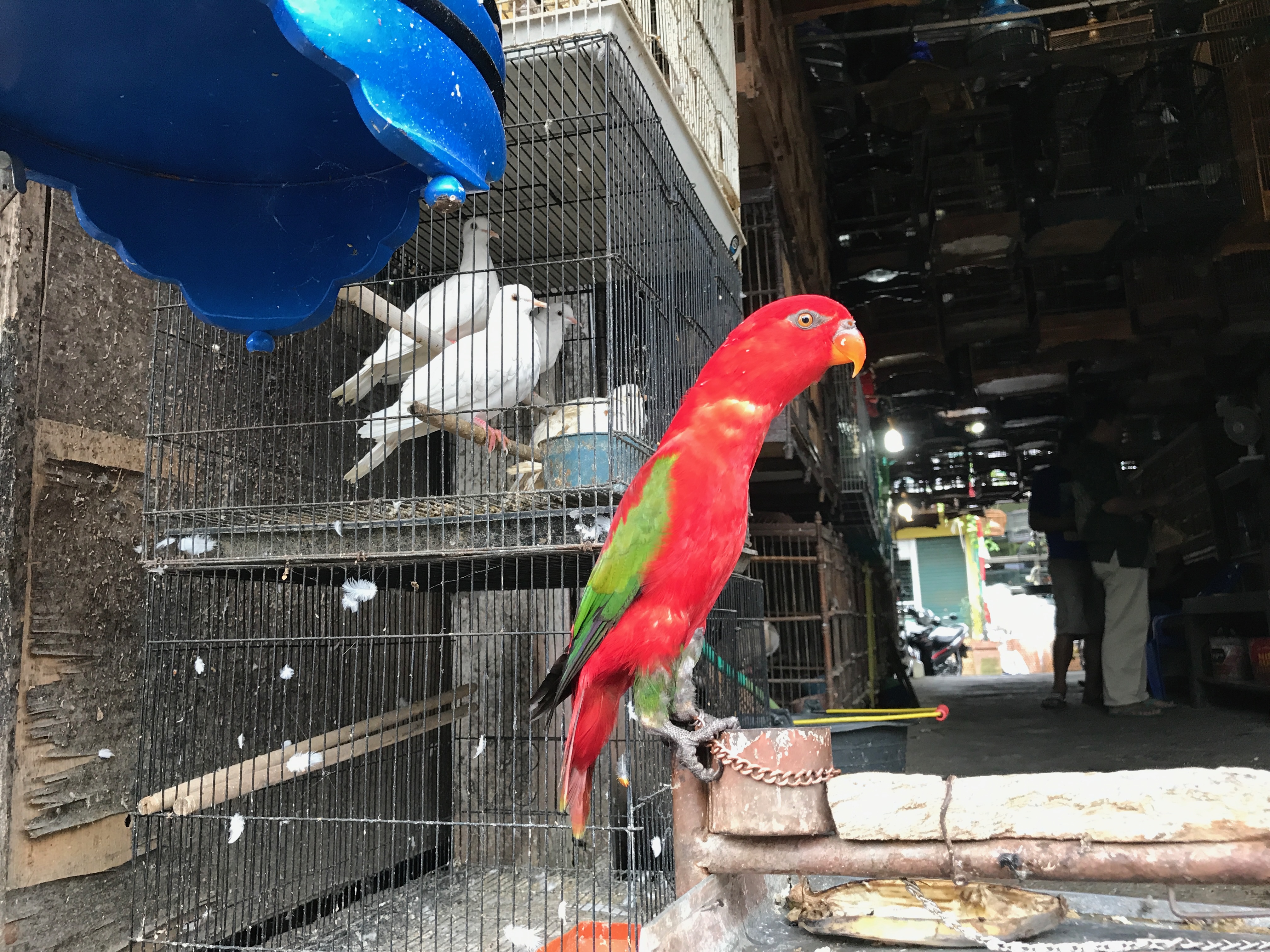 Chattering Lory (Lorius garrulus) in chains and for sale in an Indonesian bird market. Photo: George Olah/ANU