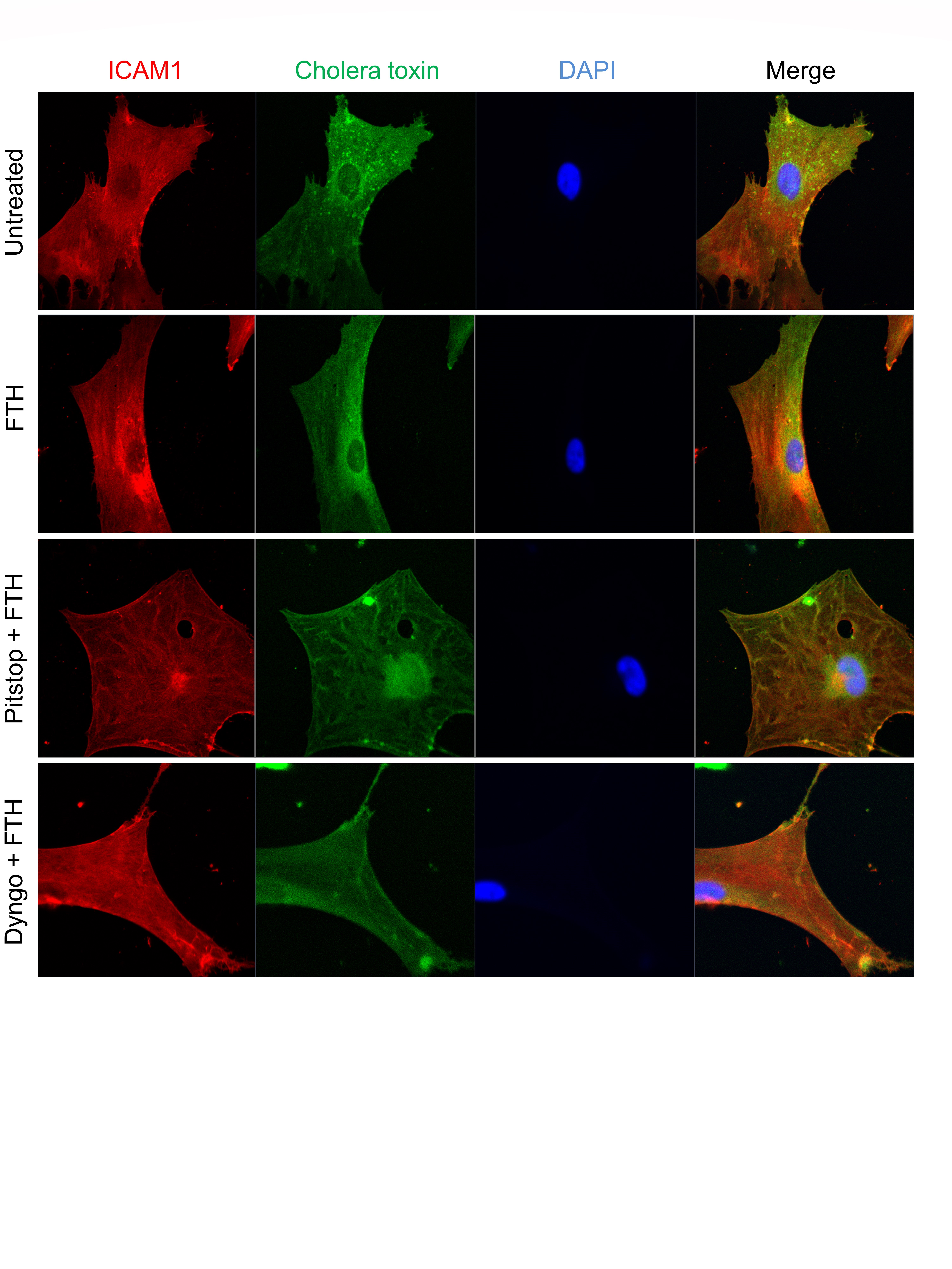 Evidence of protein causing inflammation