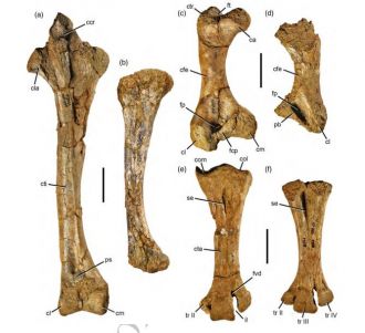 dromornis