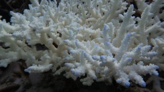 Dying coral