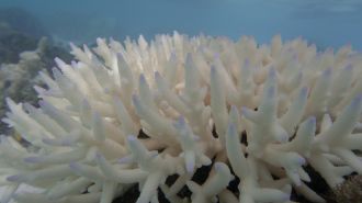Bleached coral, Great Barrier Reef, 2024 