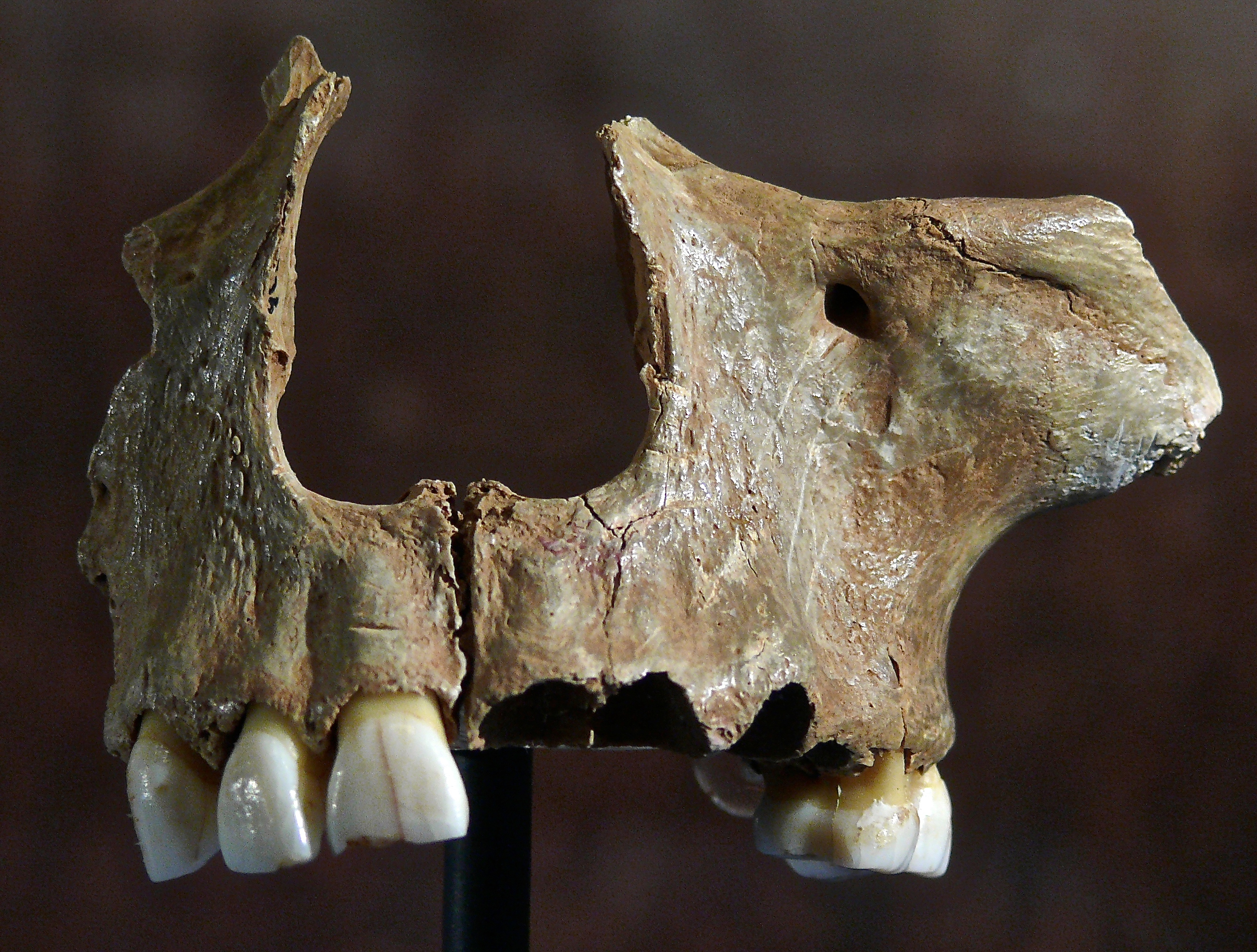 Skull from Gough's cave. Credit: José-Manuel Benito Alvarez, CC BY-SA 4.0 <https://creativecommons.org/licenses/by-sa/4.0>, via Wikimedia Commons