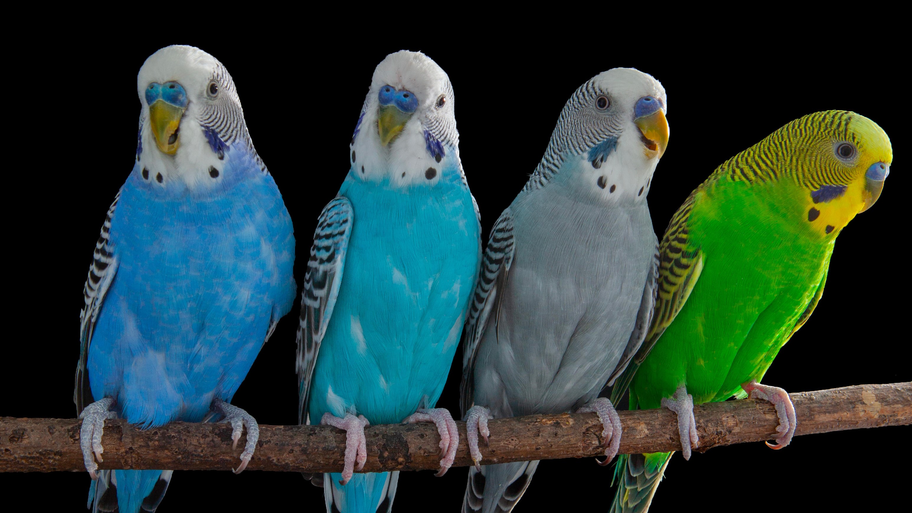 Budgerigars, a highly social species, use flexible vocalizations to communicate with each other.  Credit: Christopher Auger-Dominguez