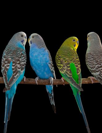 Budgerigars, a highly social species, use flexible vocalisations to communicate 