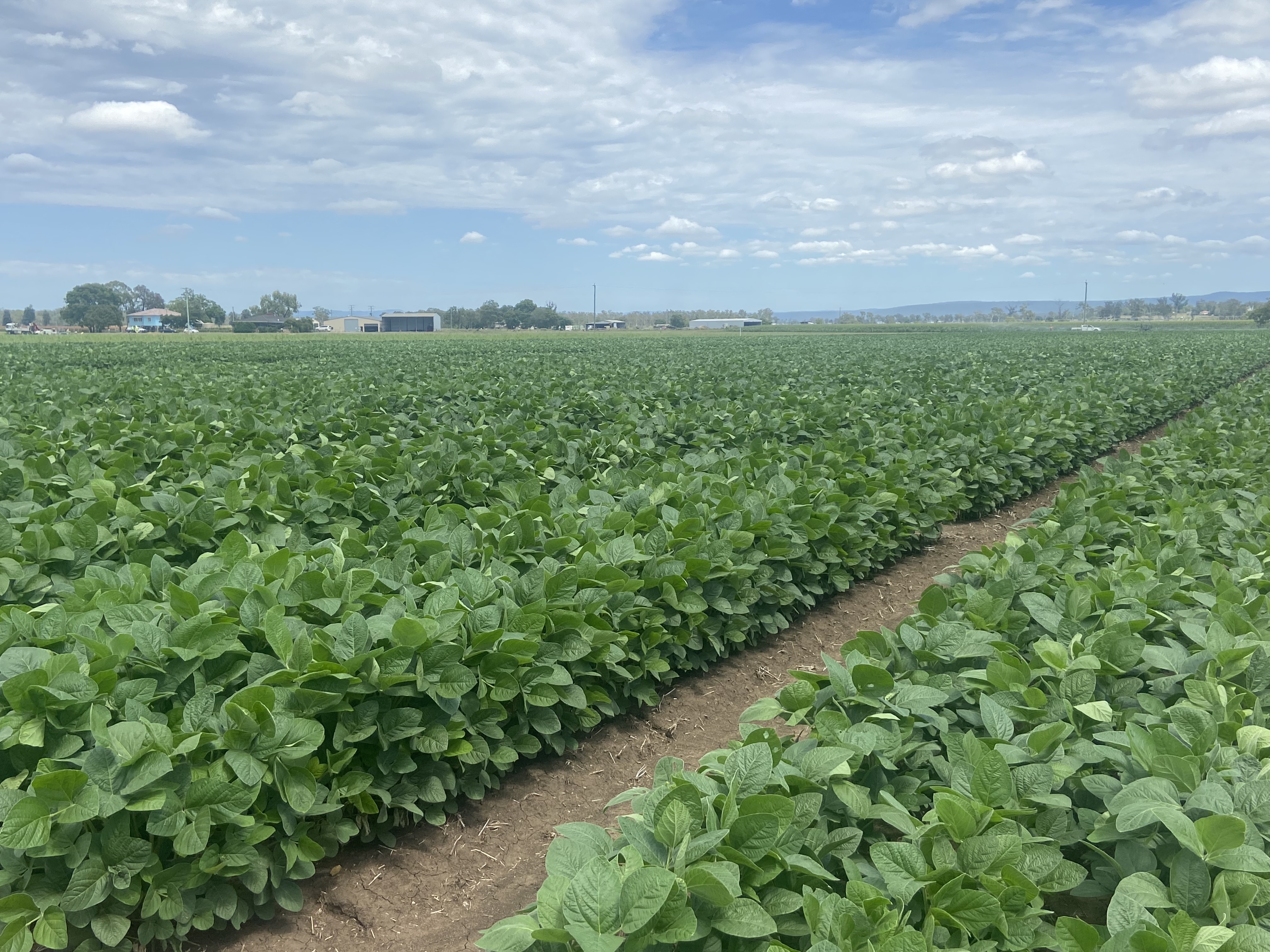 Field trial at Gatton, Queensland. Image: Dr Vijaya Singh
