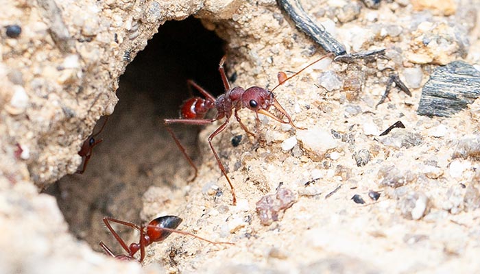 Sam_Robinson_University_of_Queensland