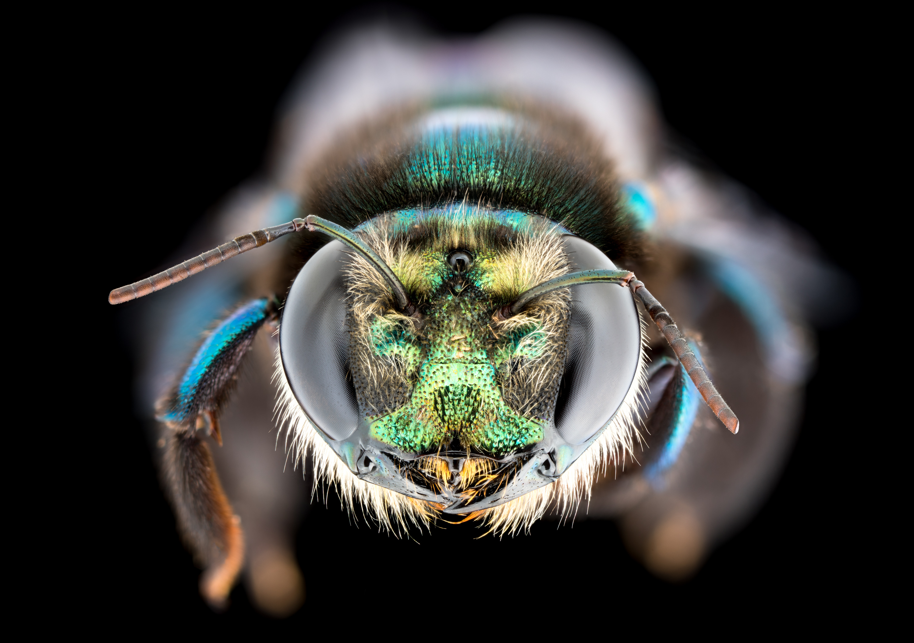  The golden-green carpenter bee (Xylocopa (Lestis) aerate Female) Xylocopa sp. F 52p MPE 3x-Edit.jpg Photo courtesy James Dorey