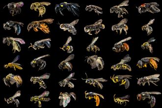 Australia has hundreds of native bee species