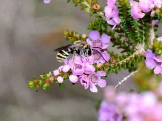 Vulnerable species after Black Summer bushfires