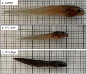 Credit: Griffith university