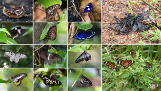 Milkweed butterflies