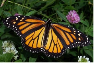 Monarch butterfly