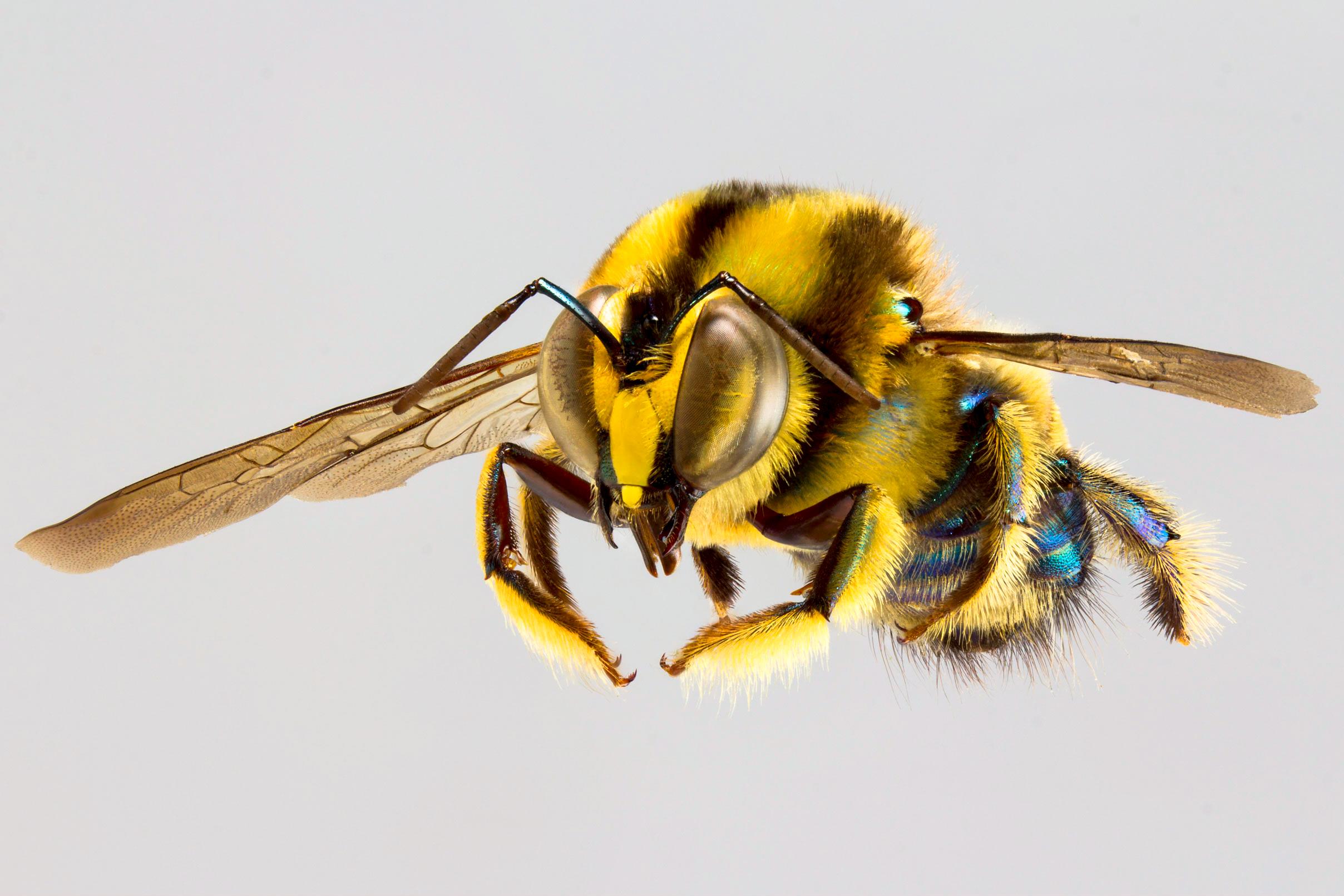  Xylocopa (Lestis) aerata, male (copyright James Dorey Photography)
