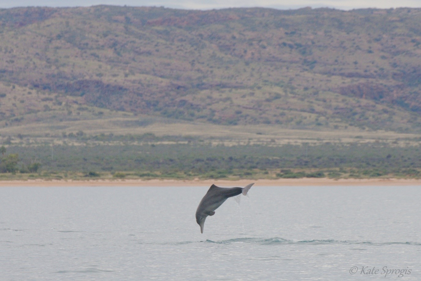 Humpback dolphin leaping in Exmouth Gulf with Charles Knife Canyon in the background.  Photo courtesy Kate Sprogis, CEBEL 