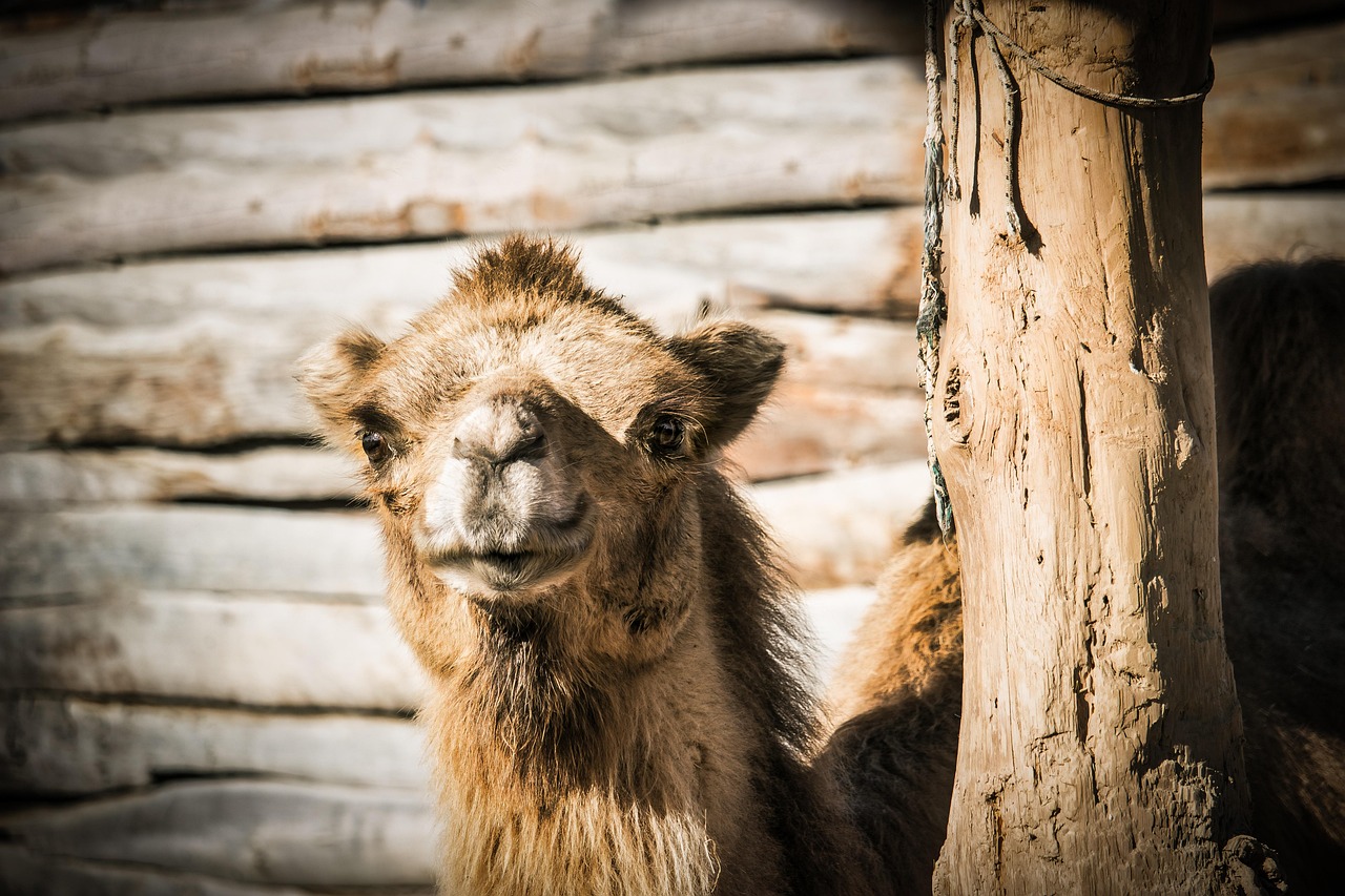 Image by Fabio from Pixabay