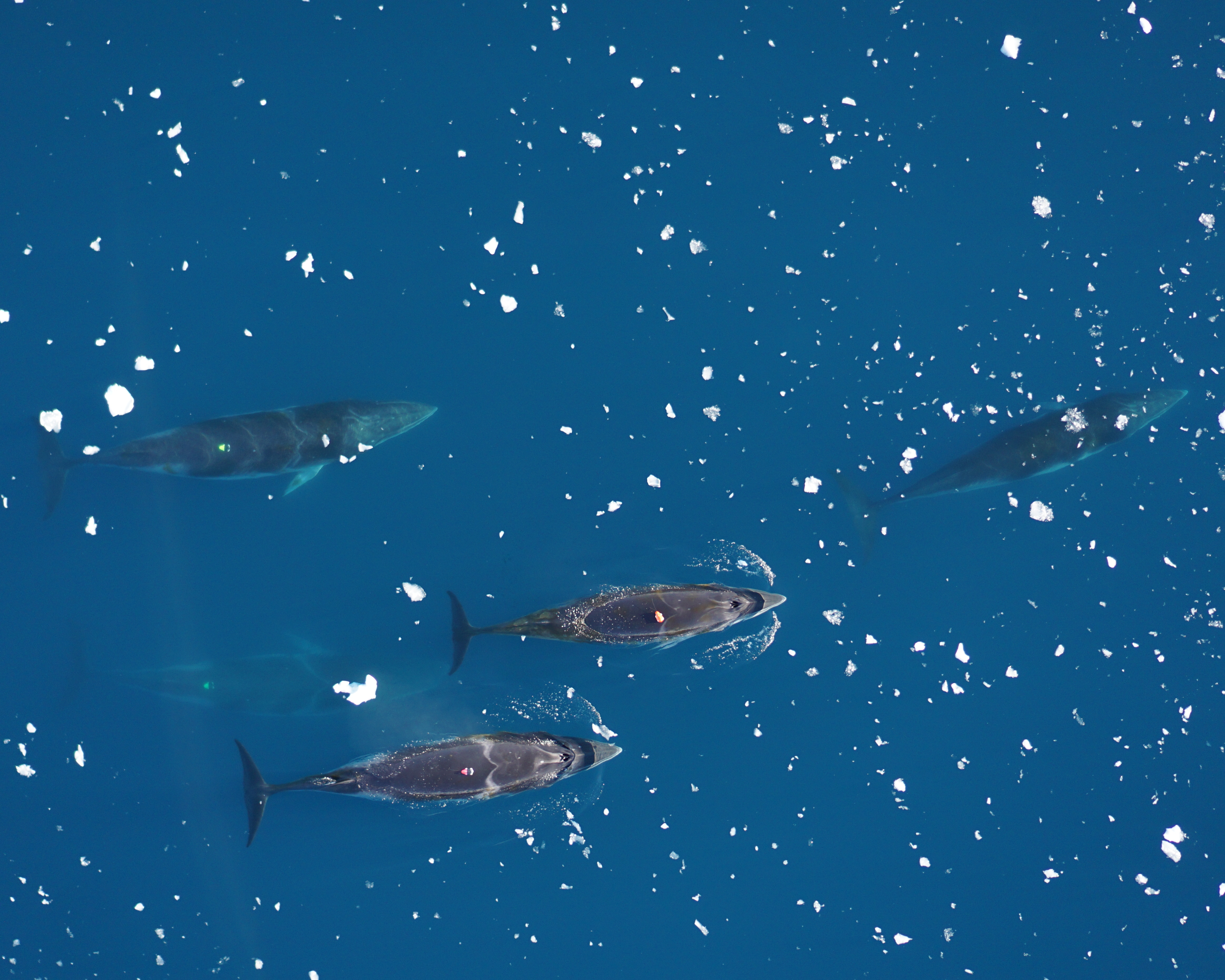 Anarctic minke whales have shown to be 'socially flexible' in their diving and foraging behaviours.  Credit Dave Cade