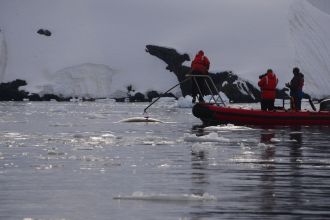 Researchers tagging the whales.
