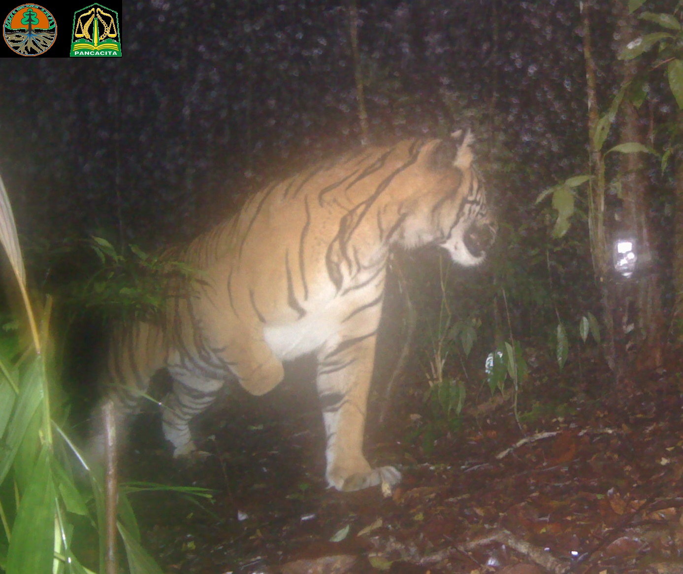 One of eight male Sumatran tigers (Panthera tigris sumatrae) detected in the Ulu Masen Ecosystem, Aceh, Indonesia. Credit: Joe Figel, Leuser International Foundation, Indonesia.