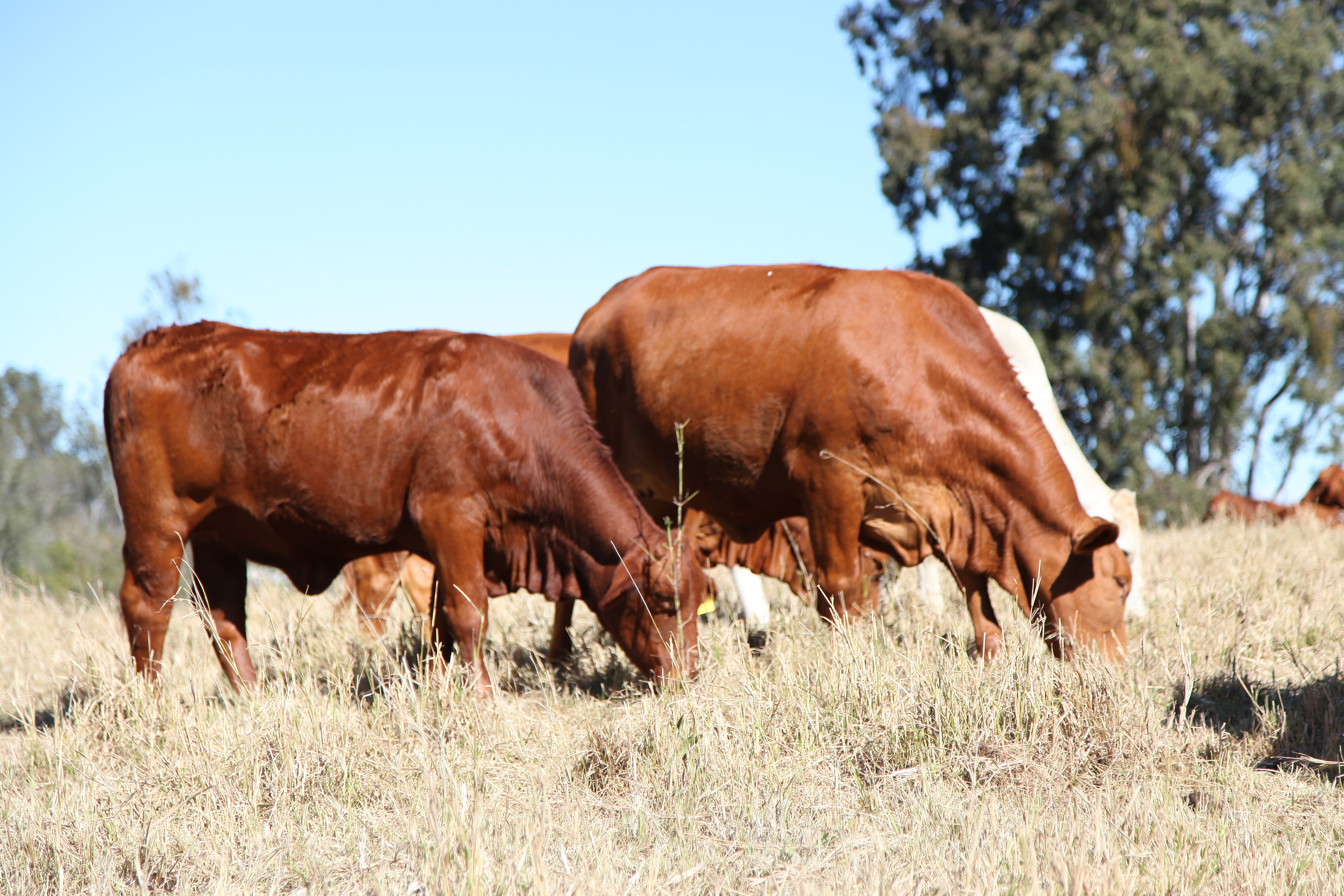 The University of Queensland