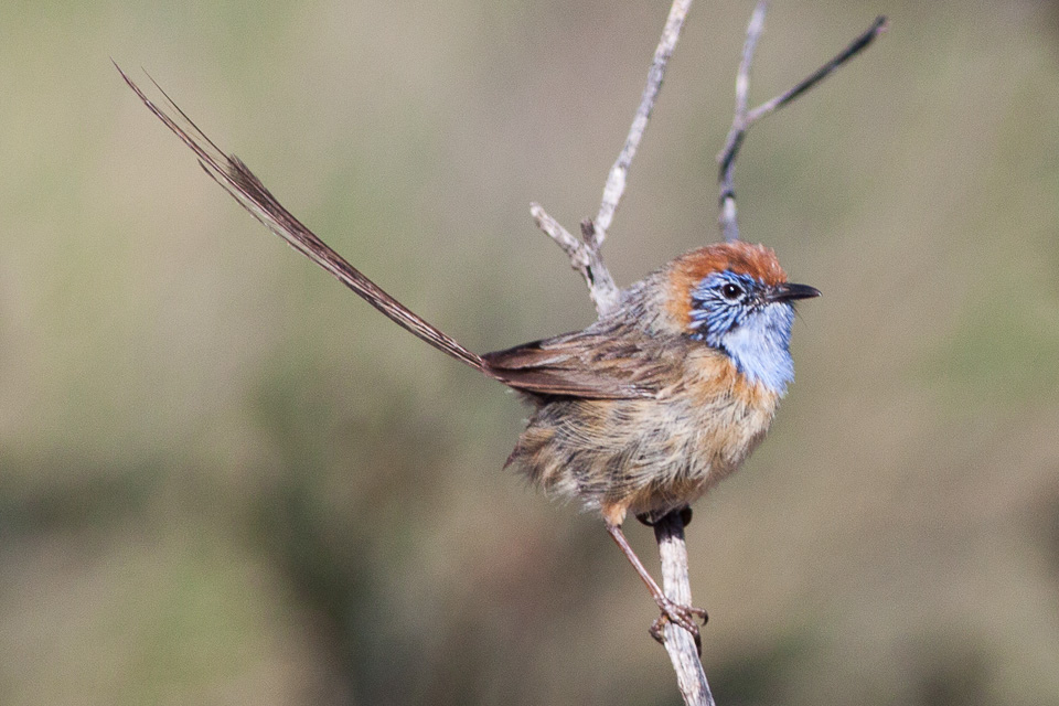 Mallee Emuwren (Stipiturus mallee), Credit Ron Knight from Seaford, East Sussex, United Kingdom, CC BY 2.0 <https://creativecommons.org/licenses/by/2.0>, via Wikimedia Commons