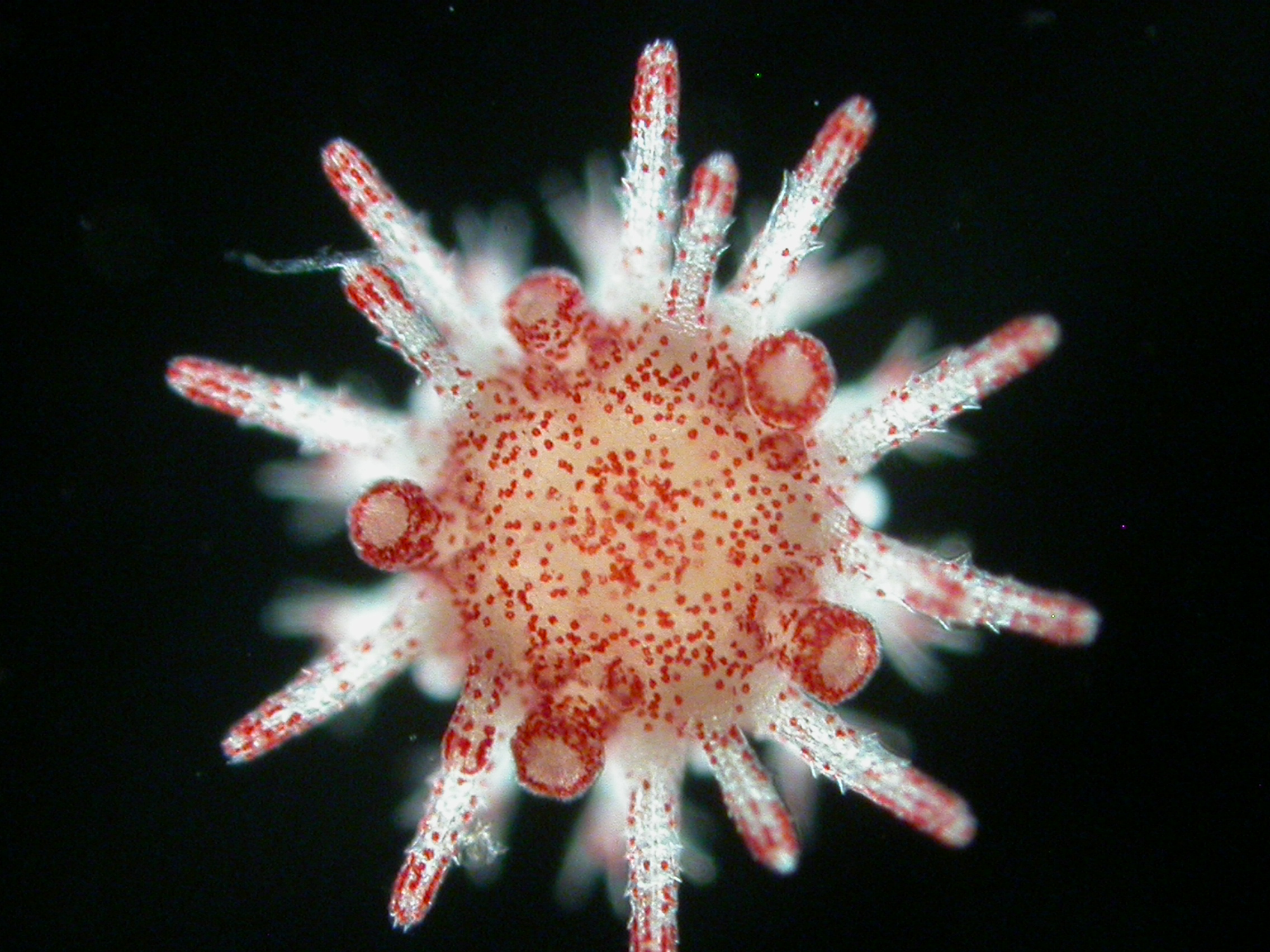 The ability of urchin parents to pass on benefits to their offspring after exposure to heatwaves is key to helping prepare and protect the next generation. (Image: Dr Maria Byrne, Heliocidaris juvenile under microscope.)
