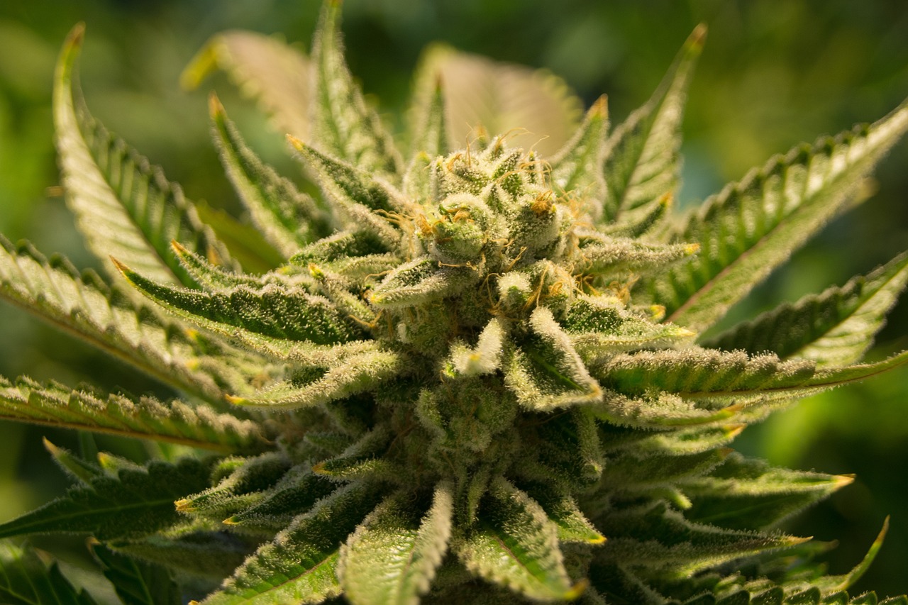 Credit: futurefilmworks on Pixabay. https://pixabay.com/photos/cannabis-pot-weed-marijuana-drug-2152604/