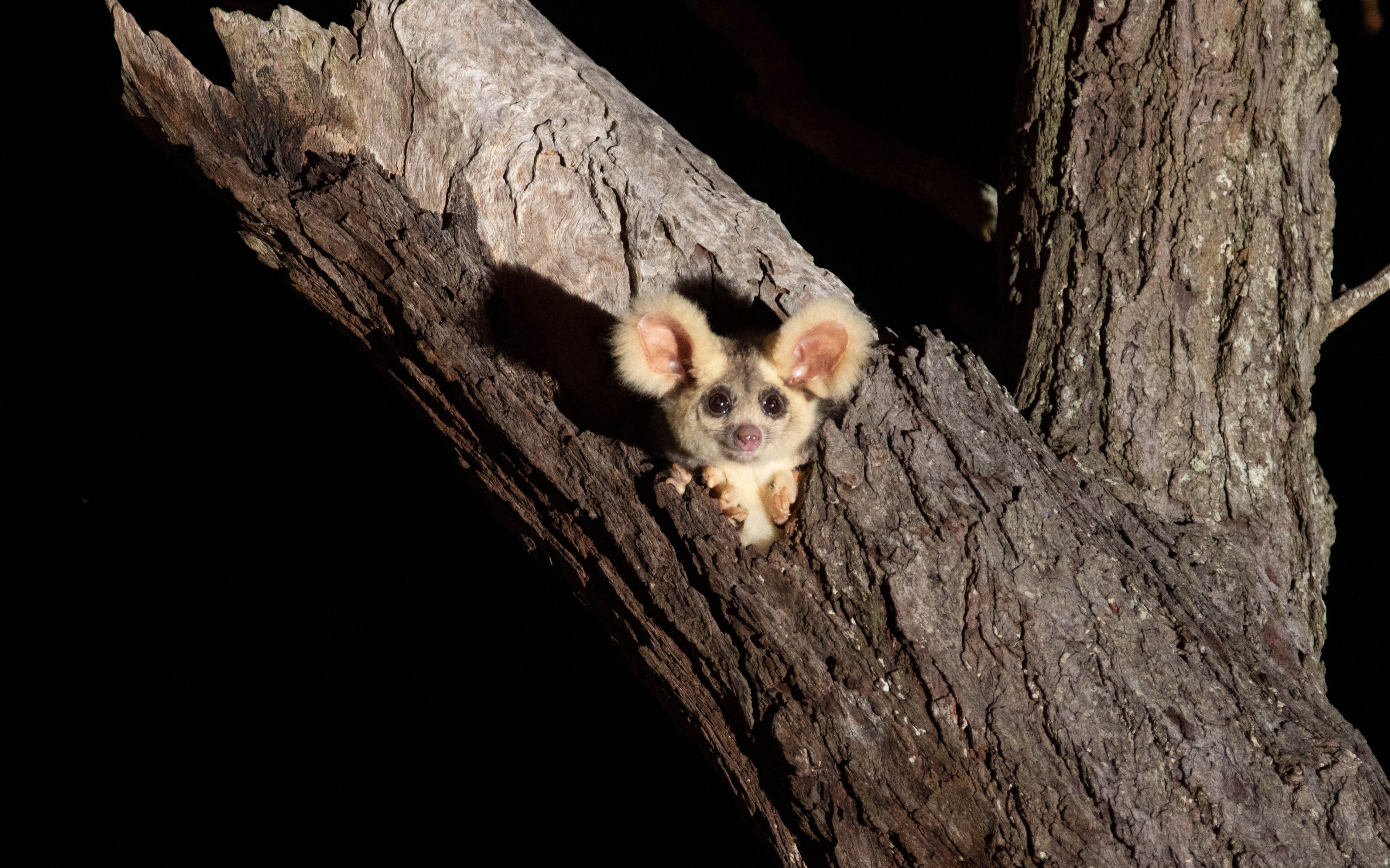 The native greater glider was severely impacted by the 2019-2020 bushfires. Credit: Josh Bowell