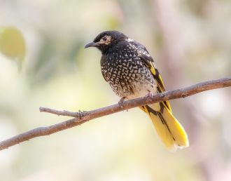Regent Honeyeater
