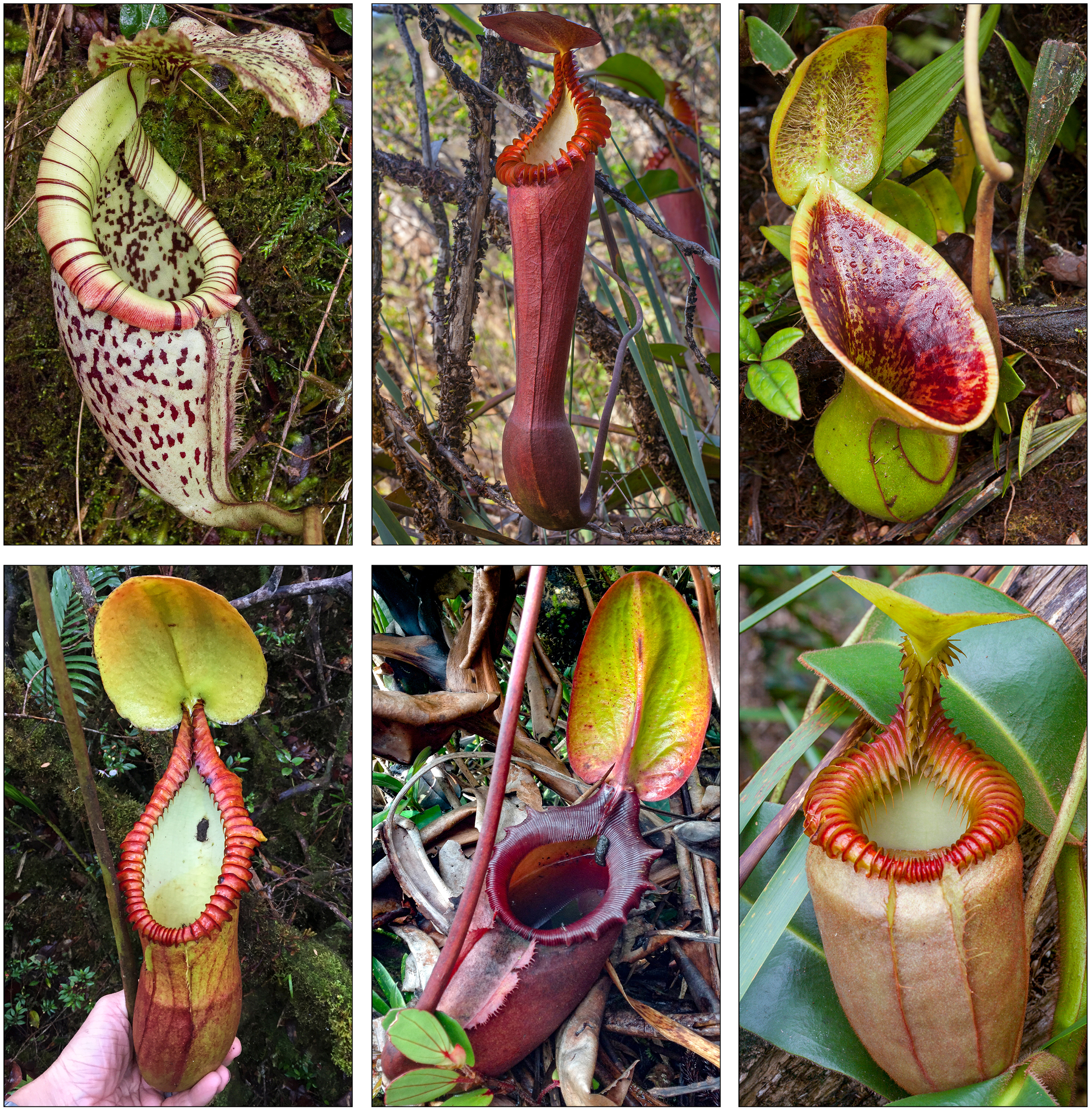 Some of the Nepenthes species sampled in Malaysian Borneo as part of this study. Note the presence of scats in the first two pitchers on the bottom row. Photographs by A. van der Ent (1), A. Robinson (2–6).