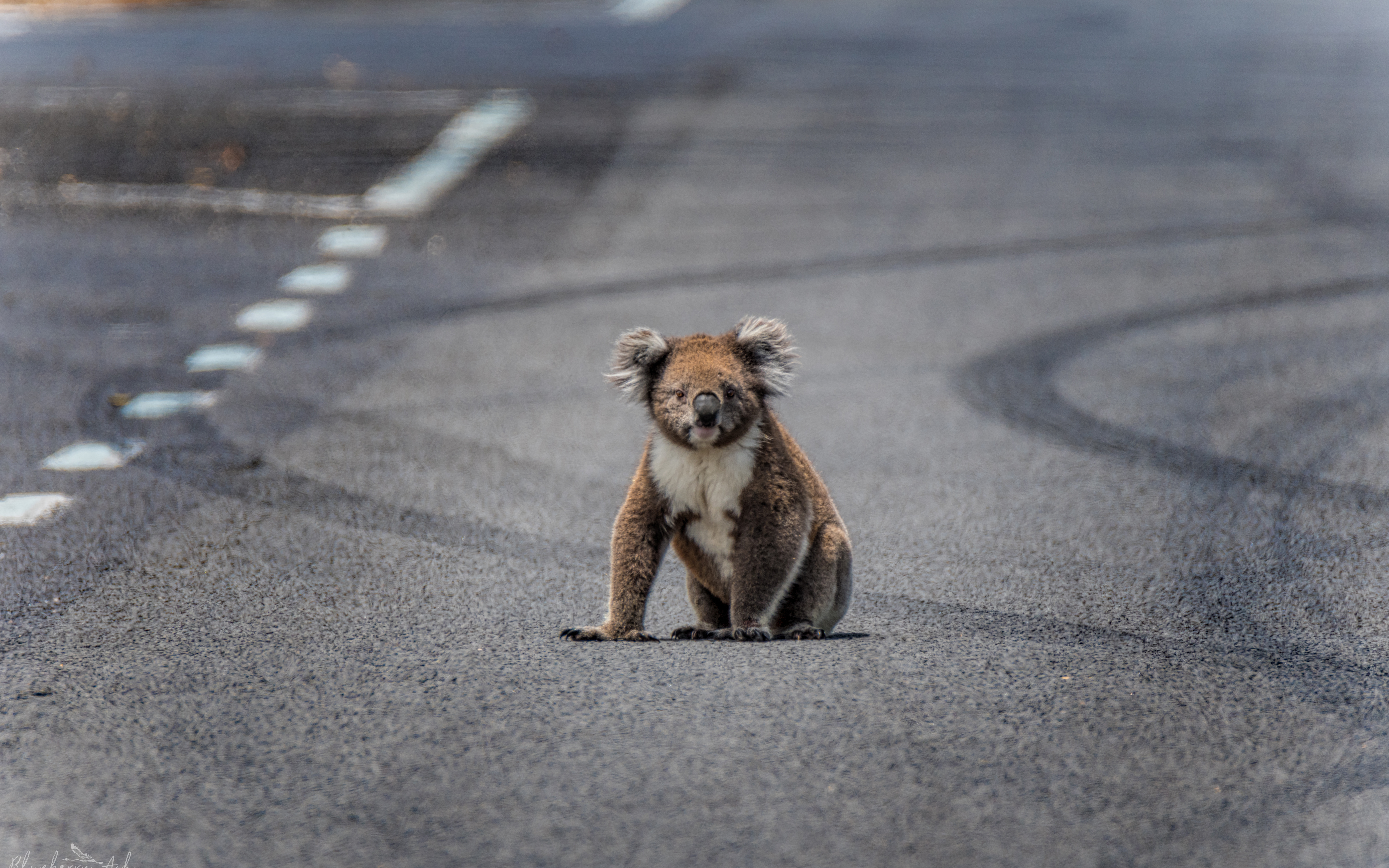 The University of Queensland