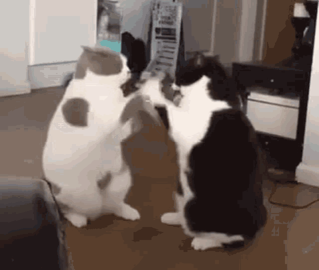 https://tenor.com/en-GB/view/cat-paws-playing-pattycake-playing-cute-kitty-gif-17522387