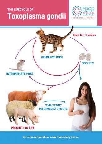 Toxoplasma gondii lifecycle