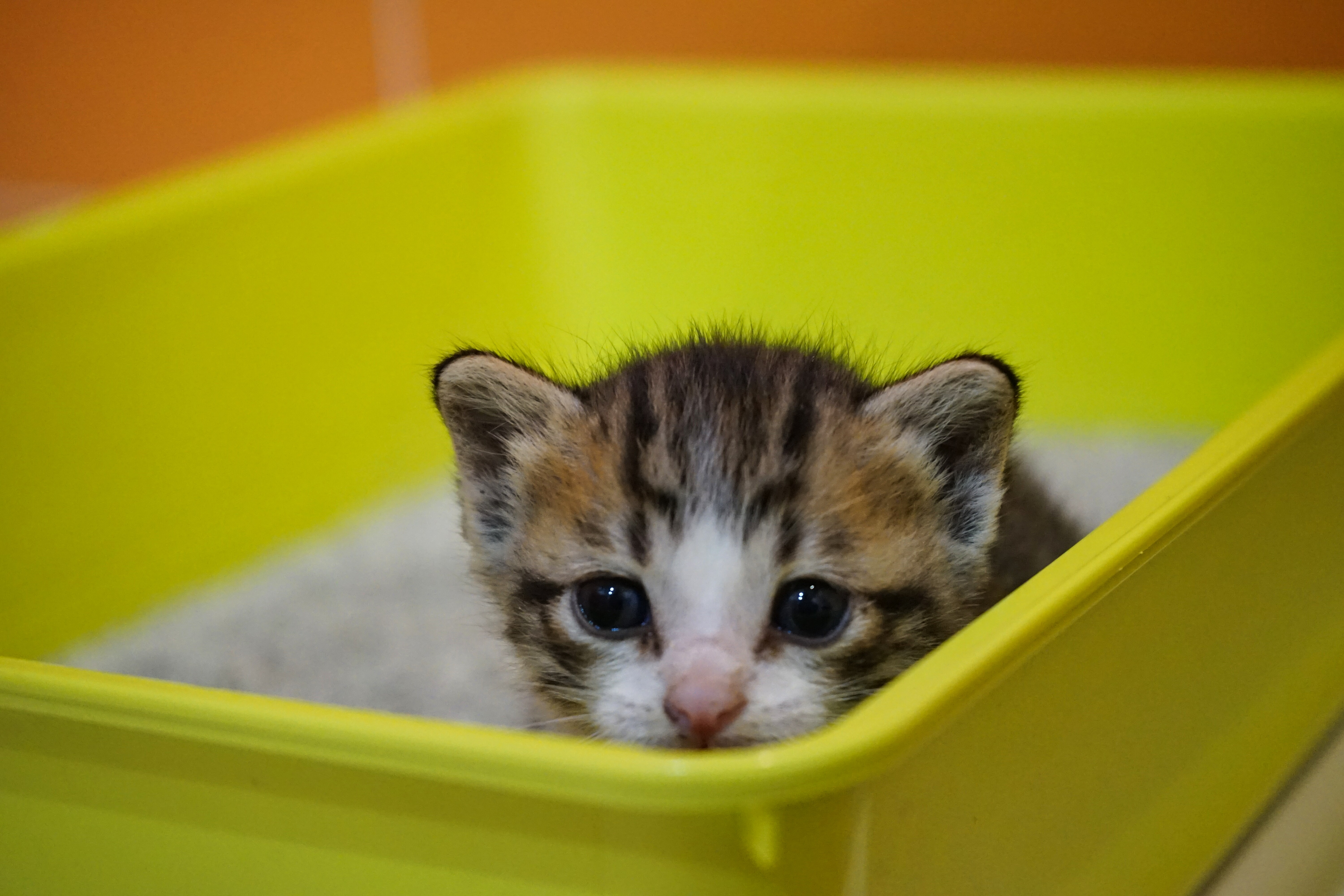 CC-0. https://wordpress.org/photos/photo/21761b9297/