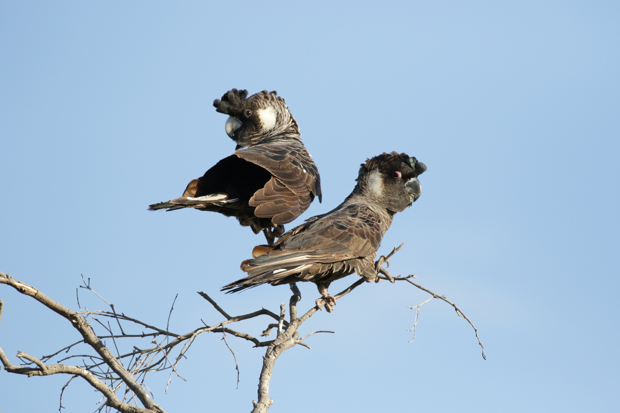 Observation by melissadoherty iNaturalist· no rights reserved