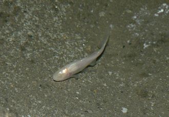 Mexican blind cavefish, Astyanax mexicanus