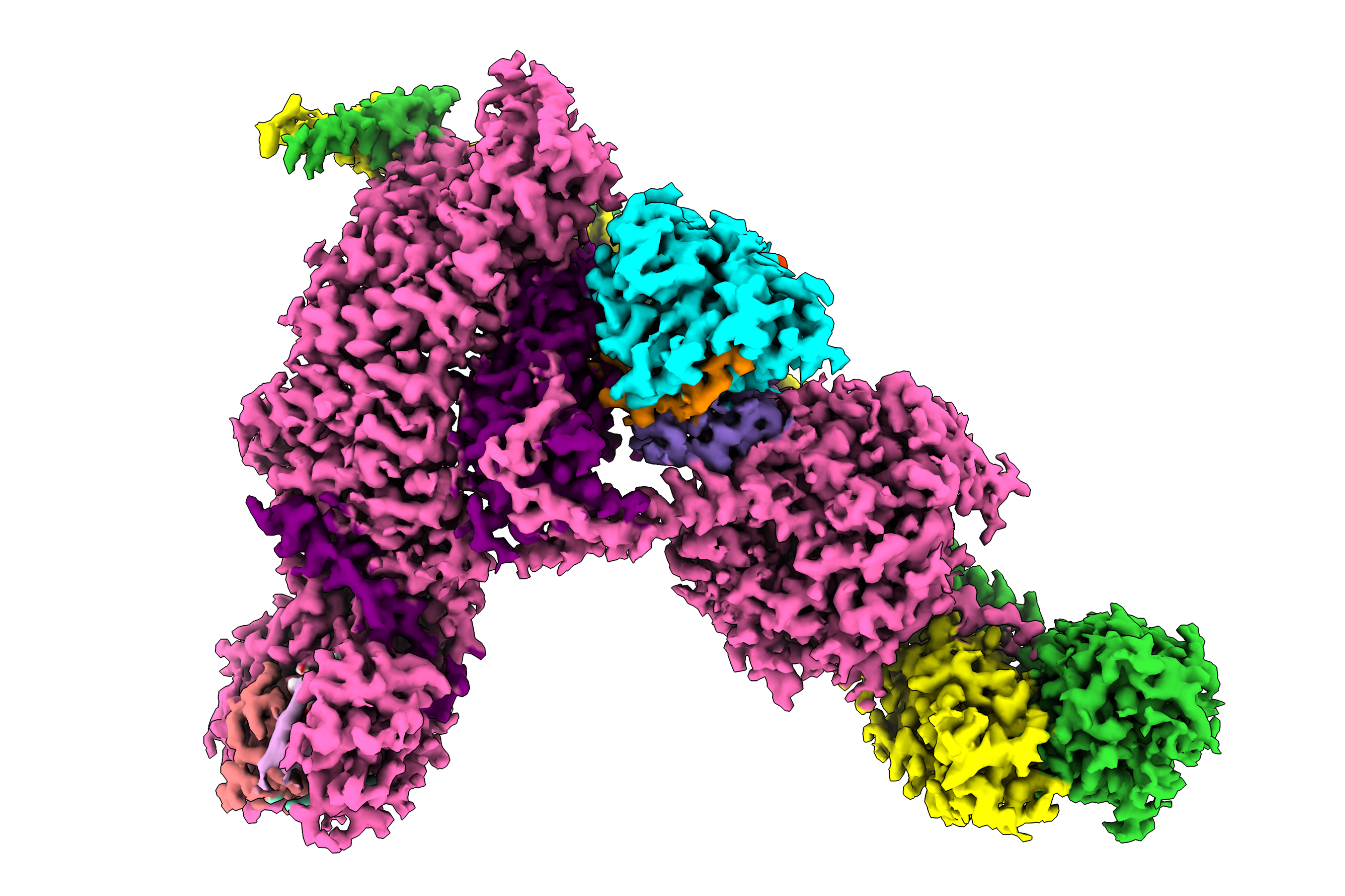 The cell recycling process, known as autophagy, is controlled by a complex group of proteins. This 3D image reveals the overall structure of the autophagy promoting complex, showing each of its individual components in different colours.