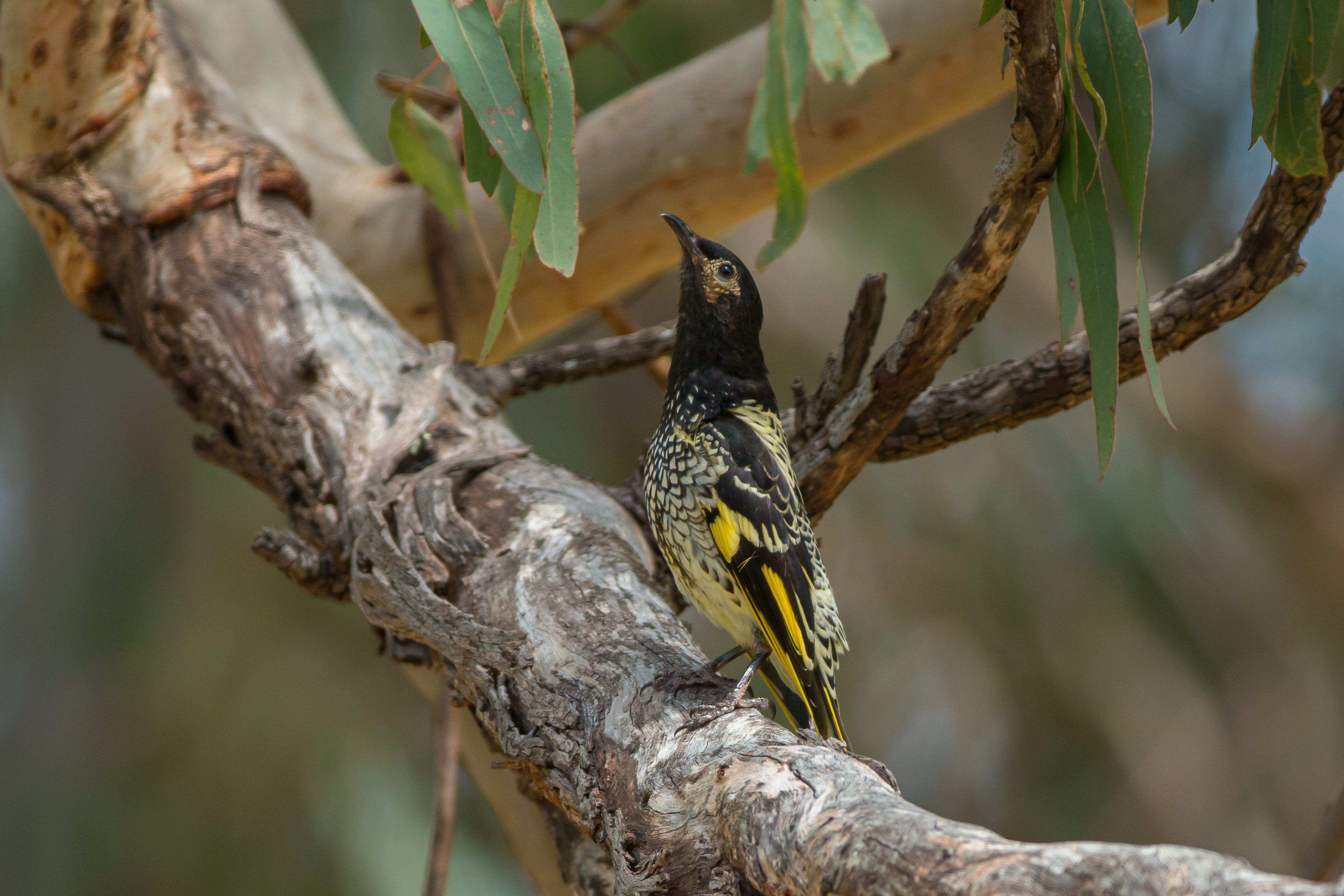 Image: Murray Chambers