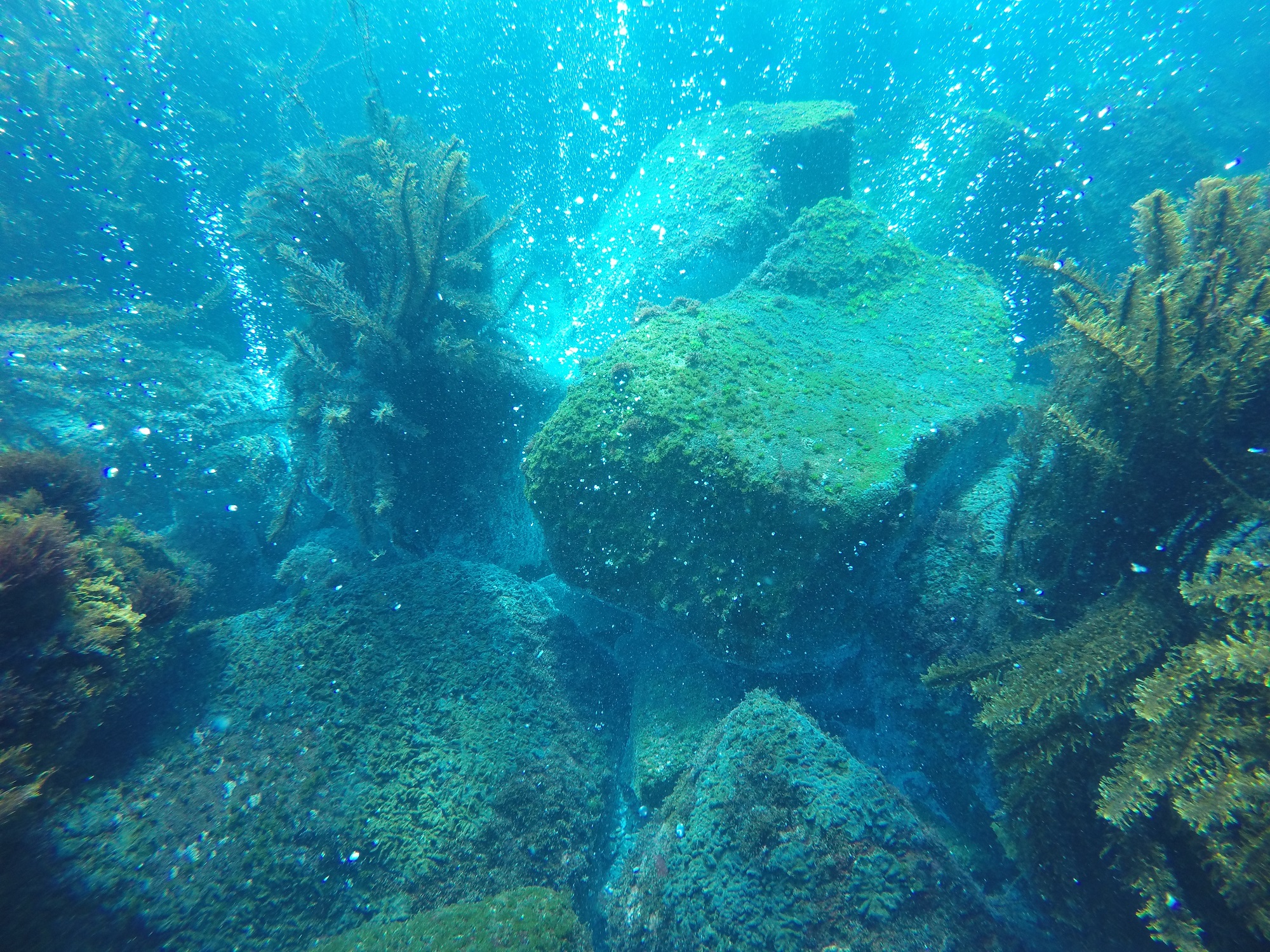 Image shows kelp ecosystem change at an underwater CO2 vent. Photo: Professor Ivan Nagelkerken, the University of Adelaide.