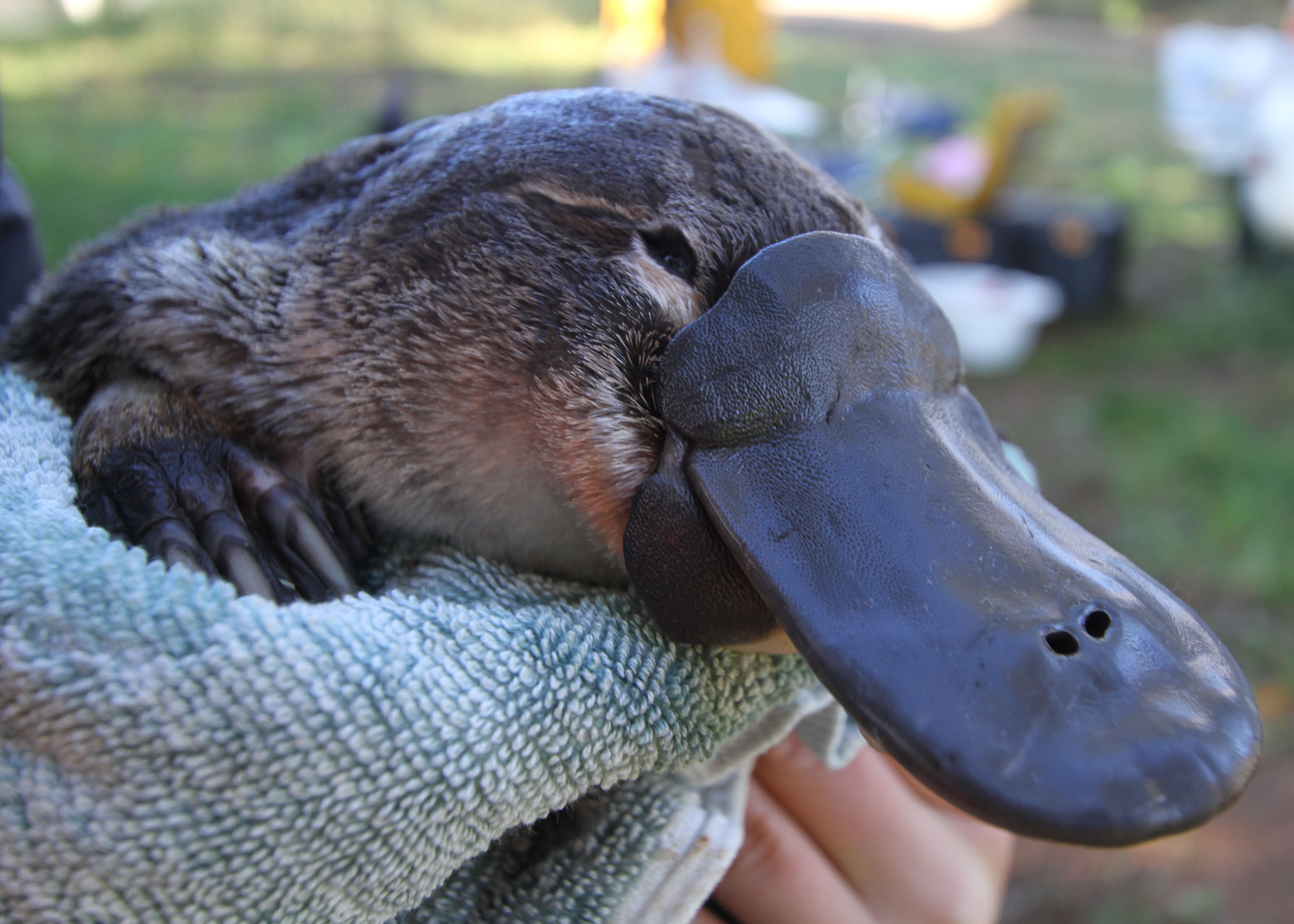 Platypus Conservation Initiative