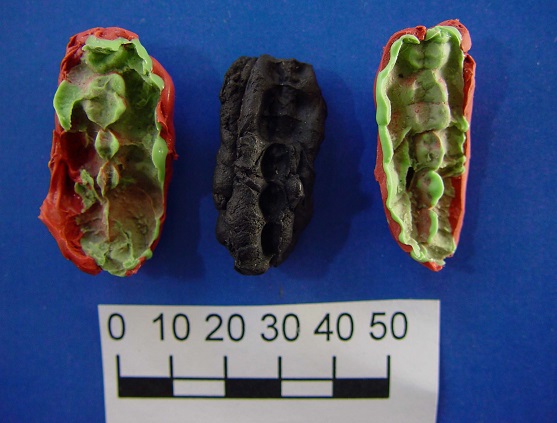 A mold cast of one of the chewed pitch pieces found in the Huseby Klev site. Credit: Verner Alexandersen.