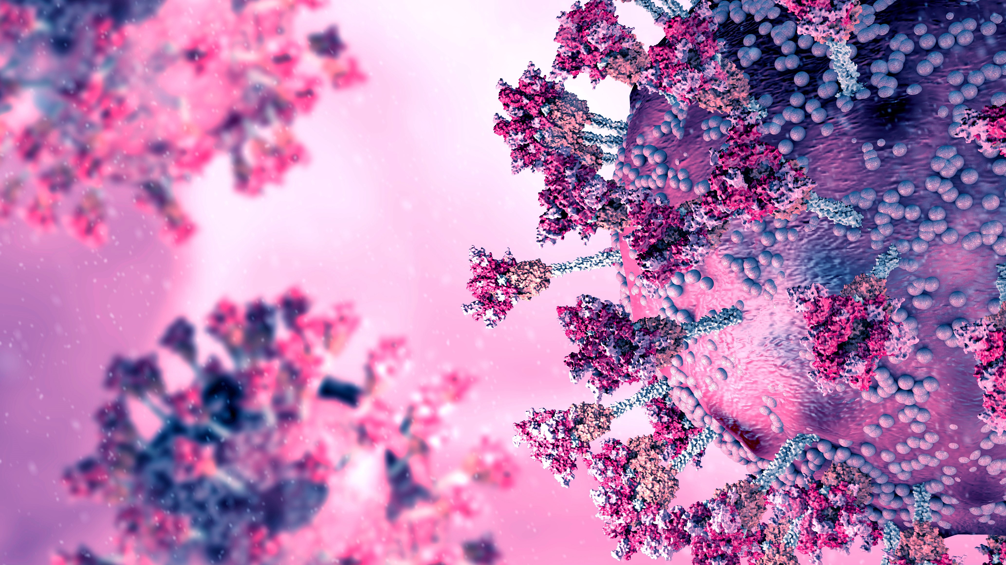 Graphic of SARS-CoV-2 (coronavirus) cells. (Credit: Garvan Institute of Medical Research)