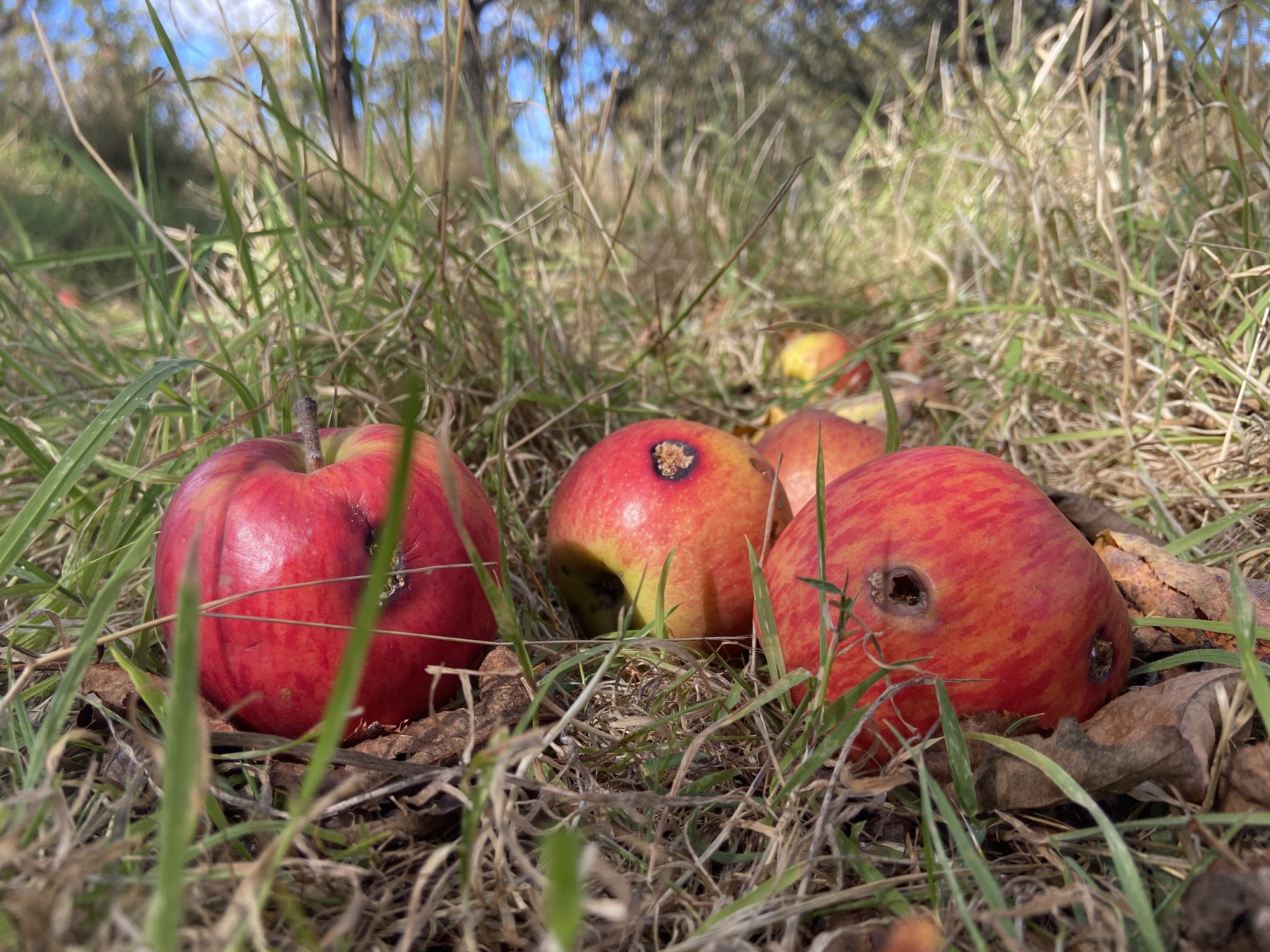 Apples affected by codling moth