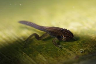 Striped march frog tadpole
