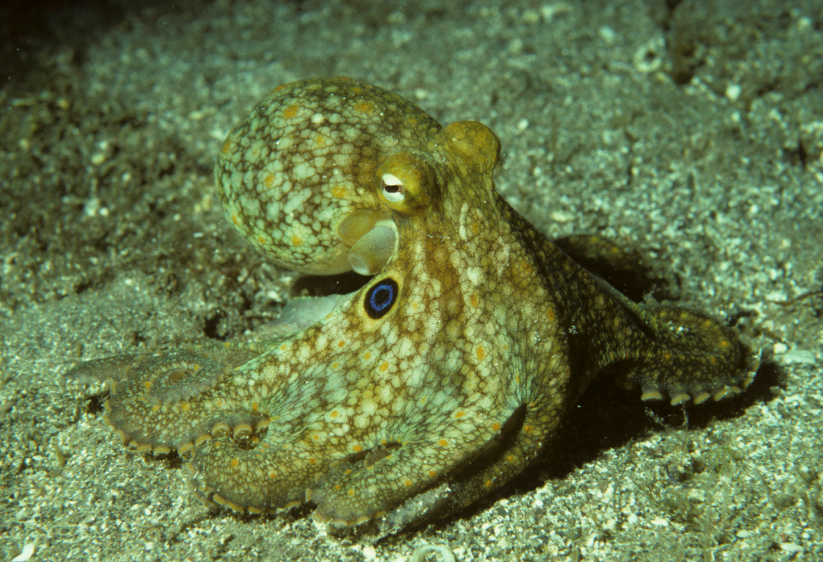 Octopus Bimaculoides CREDIT: Roger T. Hanlon