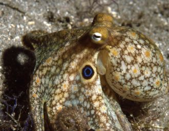 Octopus bimaculoides 1